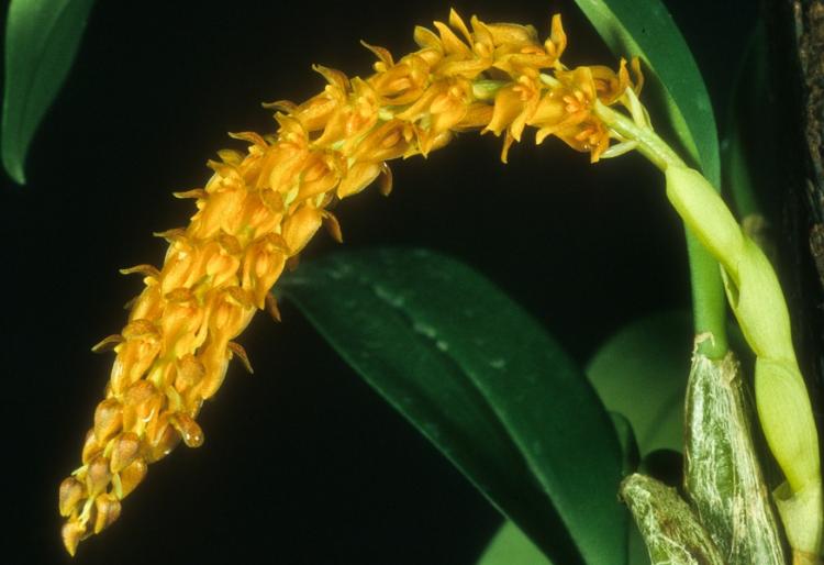 Bulbophyllum elassonotum 'Dark' 